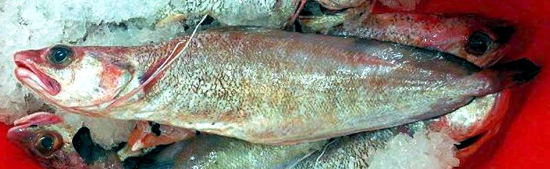 Phycis blenoides_006.jpg